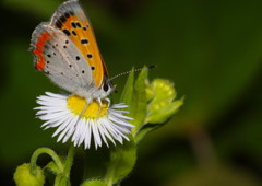 初夏　シジミチョウ