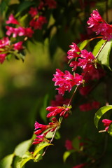 春の息吹　タニウツギ