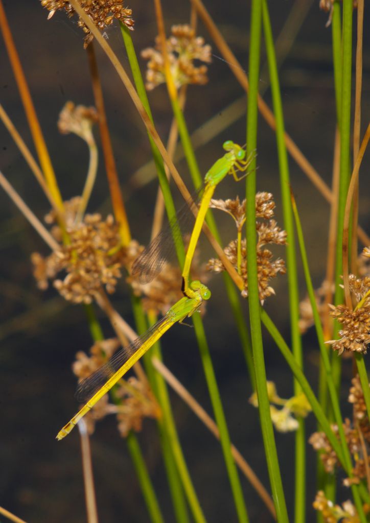 仲夏　キイトトンボ？