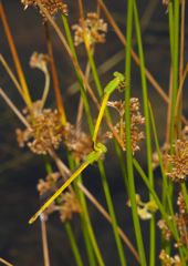 仲夏　キイトトンボ？