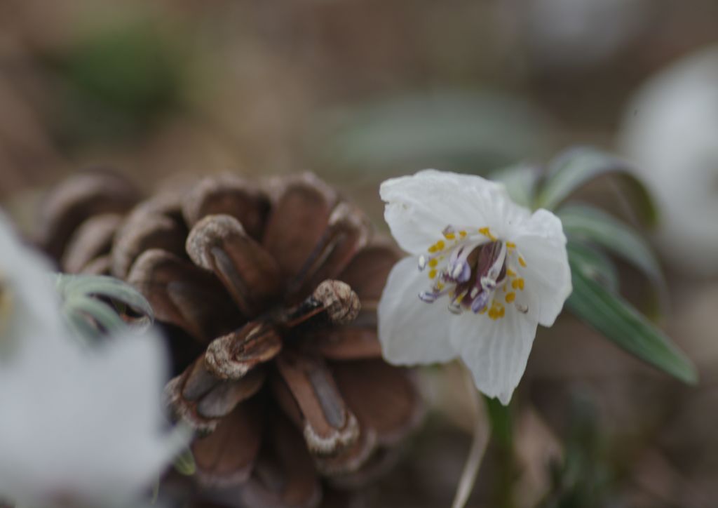 向春　セツブンソウ