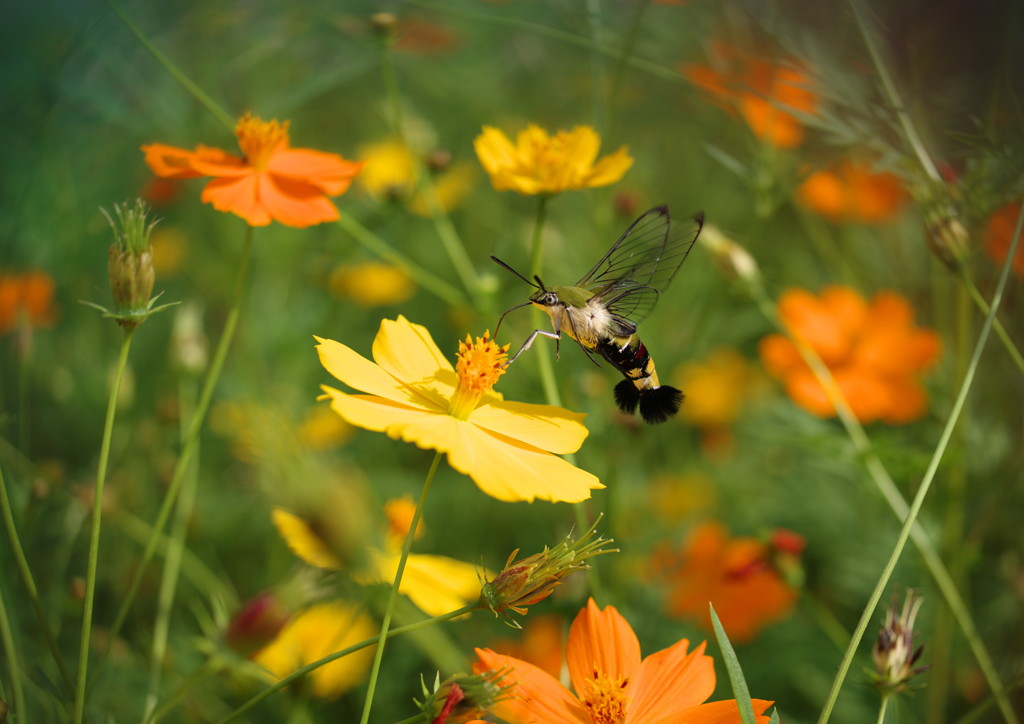 花と虫達　オオスカシバ