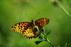 行秋　ヒョウモンチョウ　Ⅱ