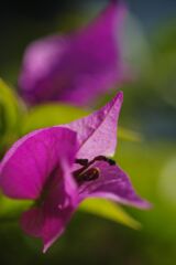 落日　ブーゲンビリア