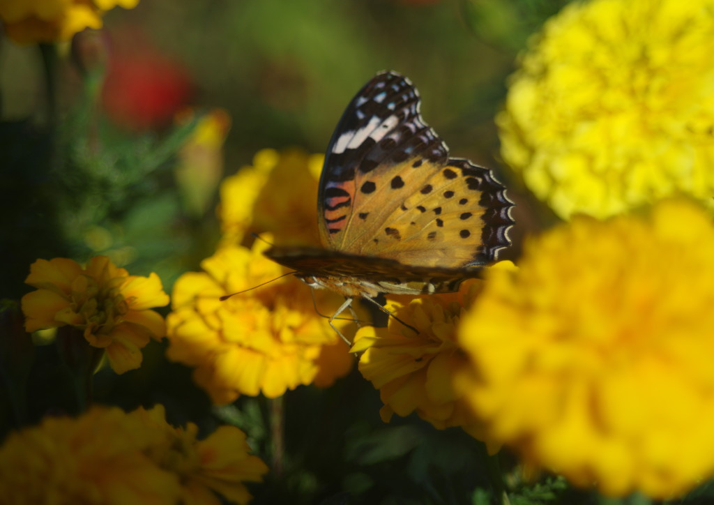 行秋　ヒョウモンチョウ　Ⅱ
