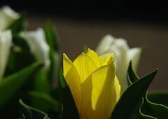 仲春　チュウリップ