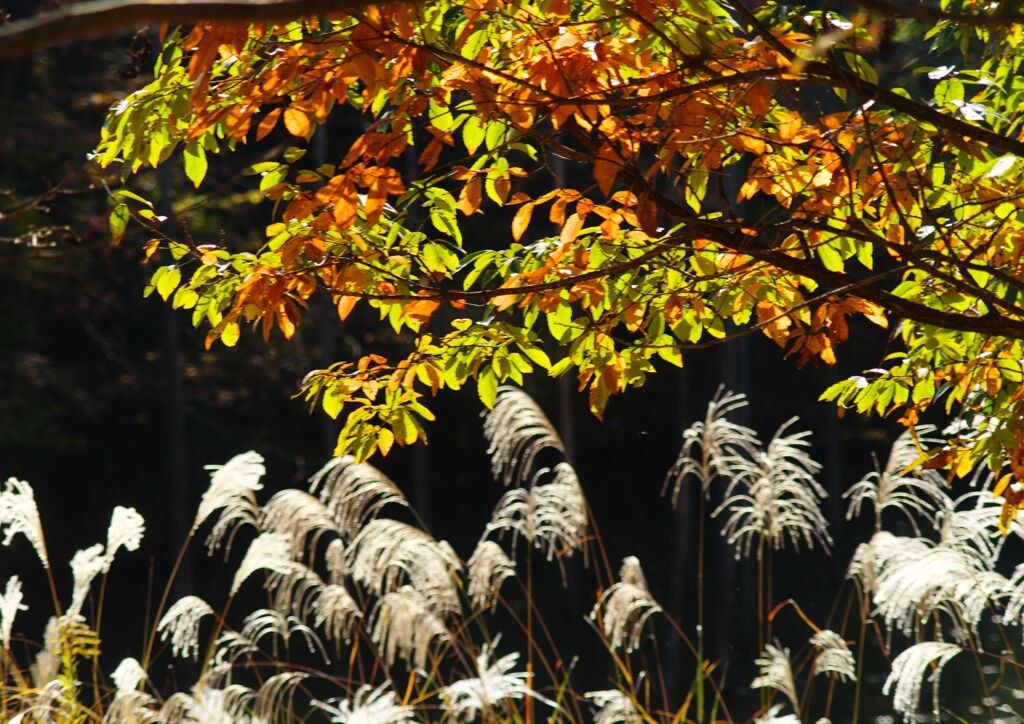 秋たけなわ　Ⅱ