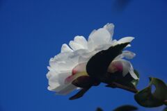 春燐　サザンカ　Ⅱ