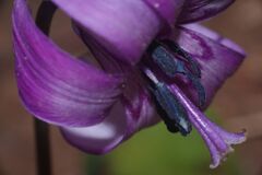 仲春　カタクリ