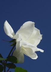 短日　白薔薇　Ⅱ