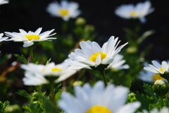 春燐　ノースポール