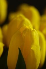 春燐　チューリップ