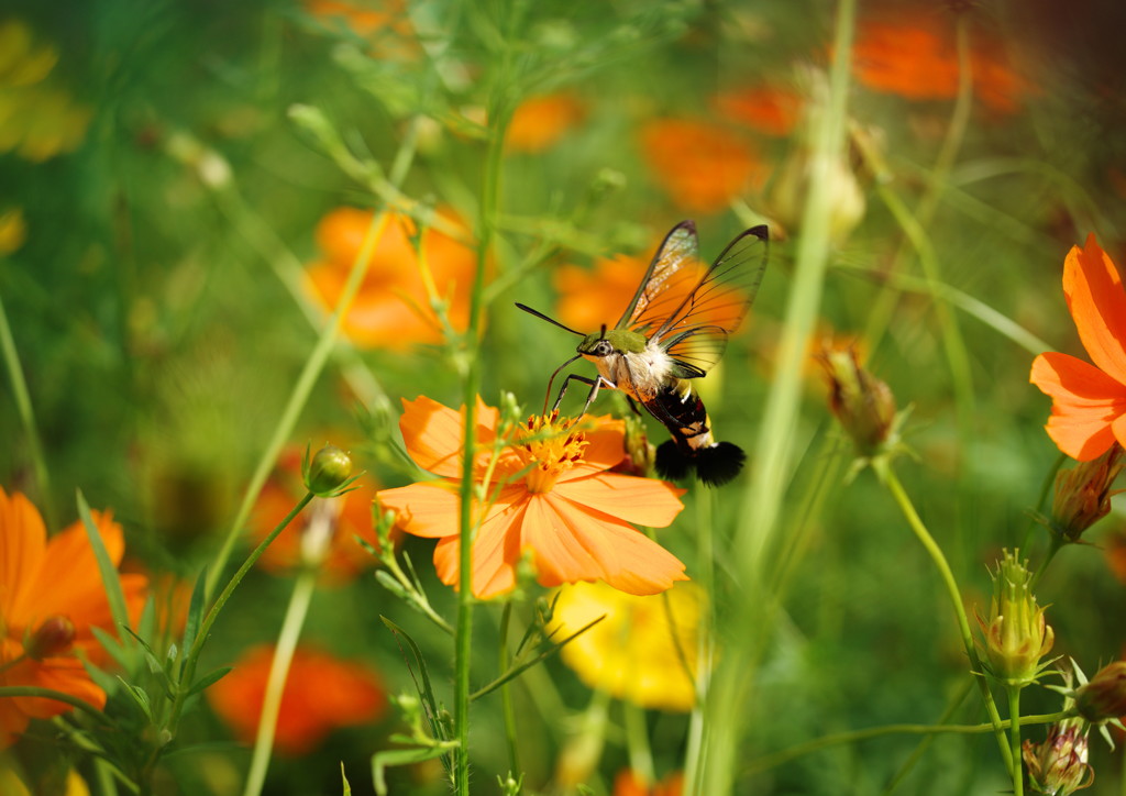 花と虫達　オオスカシバ　Ⅲ