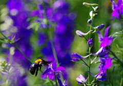 虫達を追って　クマバチ