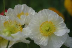 中春　オニゲシ？　Ⅱ