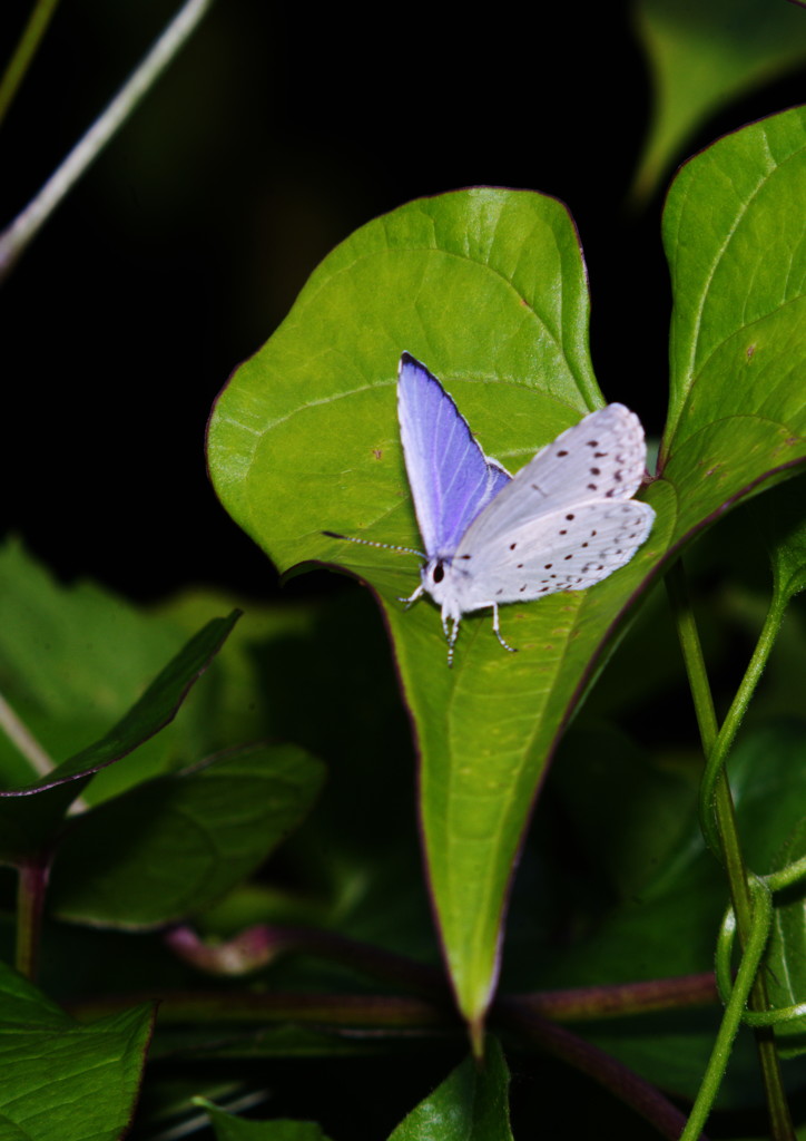 仲夏　ルリシジミ？