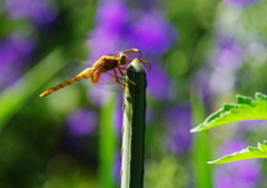 虫達を追って　？トンボ