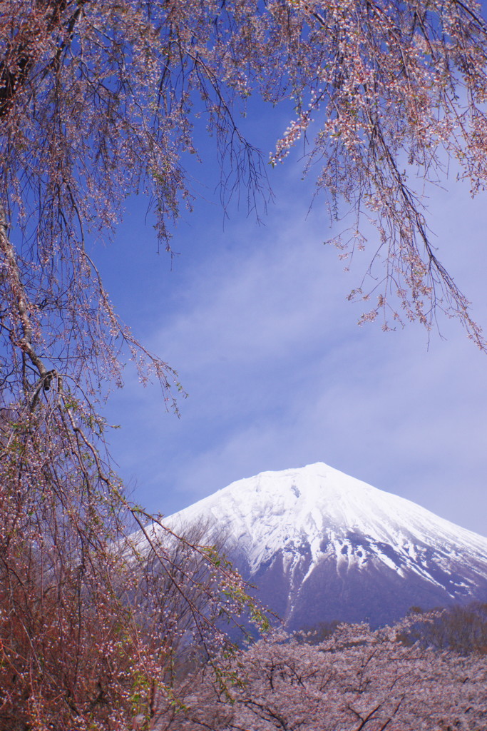 春色　桜　Ⅲ