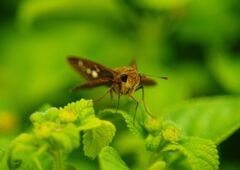 秋思　セセリチョウ