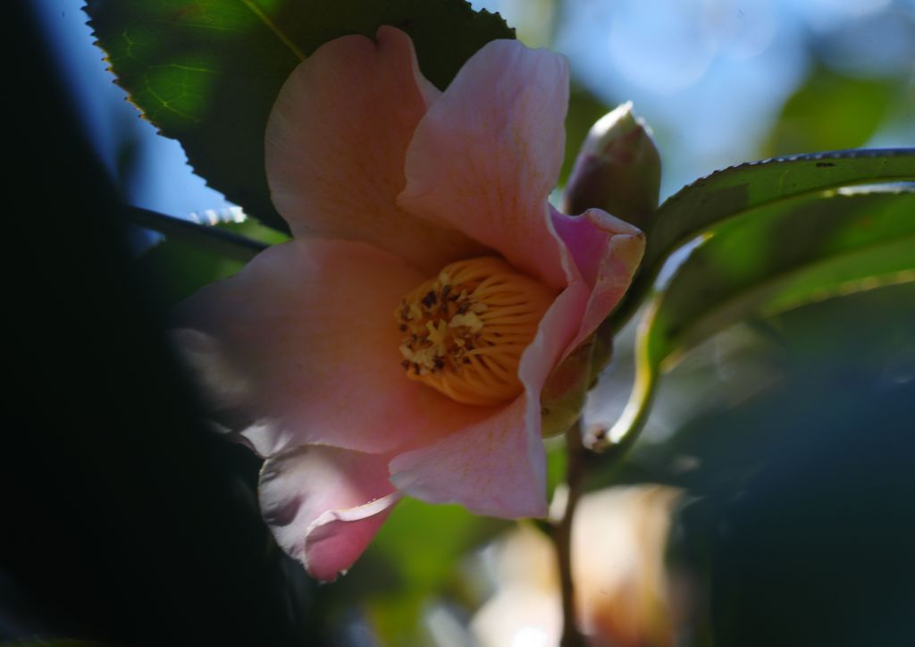 初春　牡丹　Ⅱ