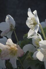 春燐　クリスマスローズ　Ⅱ