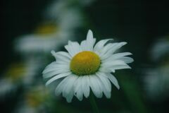 万緑　　デージー？