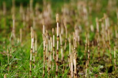 春爛漫　つくし