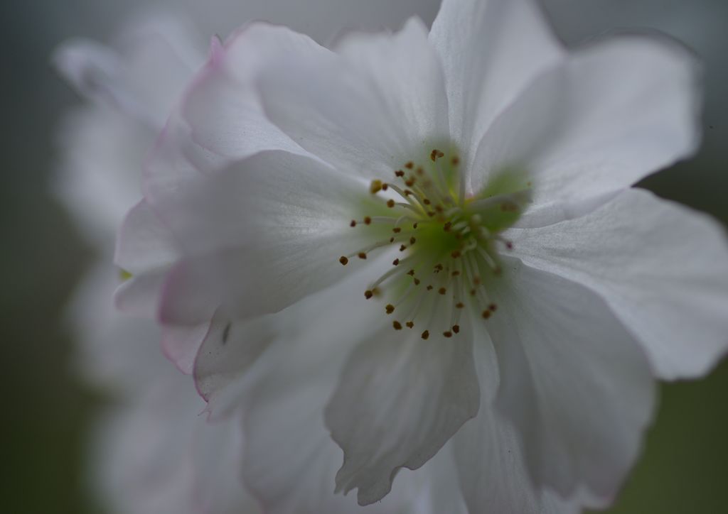 行秋　十月桜　Ⅱ