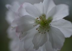 行秋　十月桜　Ⅱ