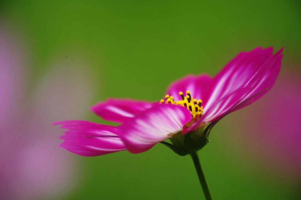 万来　秋桜