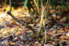 野鳥を探して　ガビチョウ