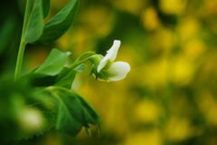 清涼　豆の花（エンドウマメ？）