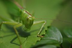 路傍　キリギリス　Ⅱ