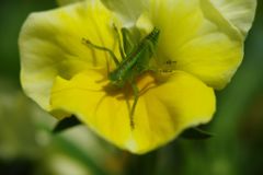 中春　バッタの赤ちゃん　Ⅱ