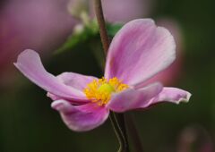 万来　シュウメイギク