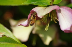 春爛漫　クリスマスローズ