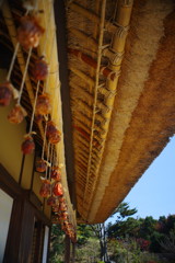 千秋楽　昭和記念公園　Ⅱ