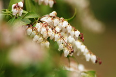 春爛漫　アセビ