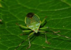 初夏　カメムシ　Ⅱ