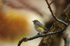 ルリビタキ　♀　？