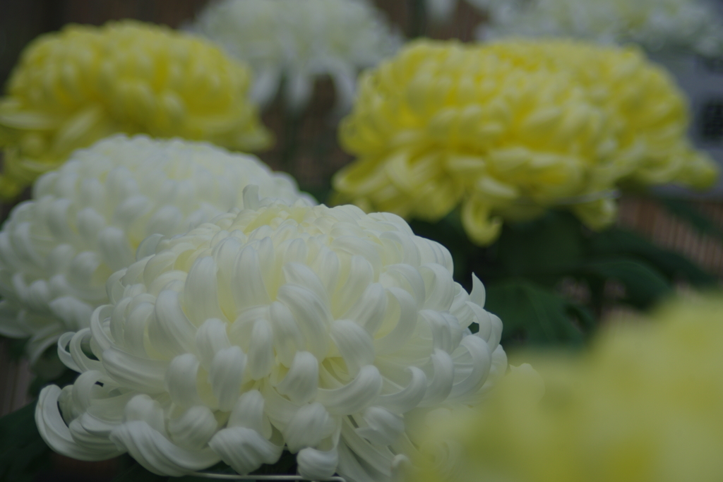 行秋　菊