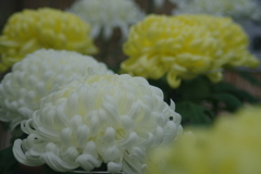 行秋　菊