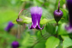 季夏　インテグリフォリア　Ⅱ