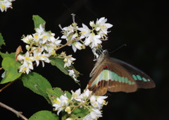 初夏　アオスジアゲハ　Ⅱ