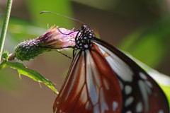 虫達を追って　アサギマダラ　Ⅳ