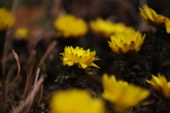 春を探して　福寿草