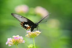 小春　クロアゲハ？