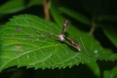 蝉時雨　ガガンボ