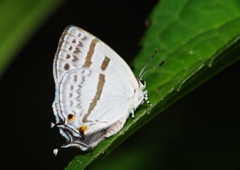 仲夏　オナガシジミ？