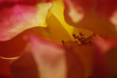 白露　バラの蕊